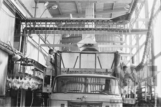 THM-BJ-07829 - Kiskunhalasi Baromfifeldolgozó üzem az 1980-as években 