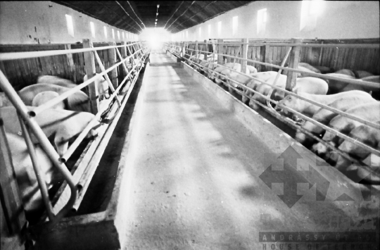 THM-BJ-07849 - Termelőszövetkezet sertéstelepe Zombán az 1980-as években 