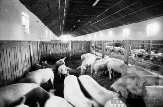 THM-BJ-07850 - Termelőszövetkezet sertéstelepe Zombán az 1980-as években 
