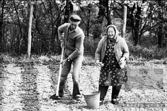 THM-BJ-07992 - Krumpliültetés mórágyi háztáji gazdaságban az 1980-as években 