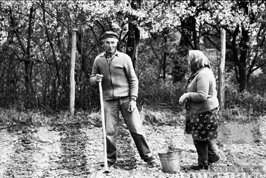 THM-BJ-07993 - Krumpliültetés mórágyi háztáji gazdaságban az 1980-as években 