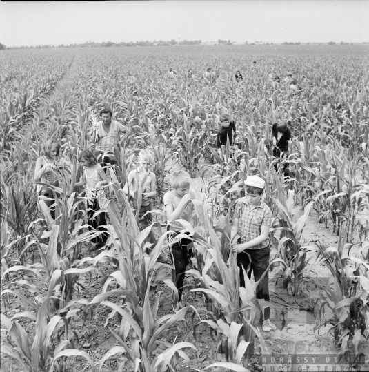 THM-BJ-08059 - Kukoricacímerezés a dalmandi állami gazdaságban az 1970-es években  
