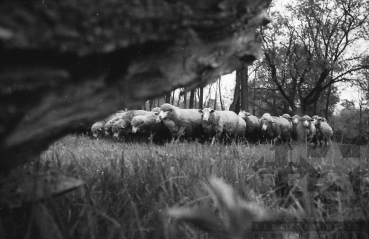 THM-BJ-08436 - Alsótengelici Állami Gazdaság az 1960-as években