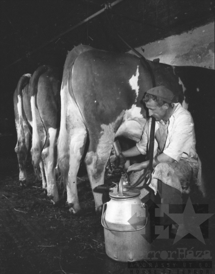 THM-BJ-08437 - Alsótengelici Állami Gazdaság az 1960-as években 