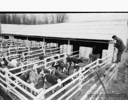 THM-BJ-08439 - Alsótengelici Állami Gazdaság az 1960-as években 