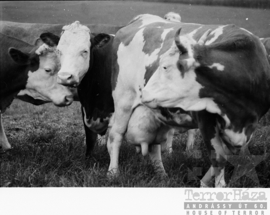 THM-BJ-08440 - Alsótengelici Állami Gazdaság az 1960-as években 