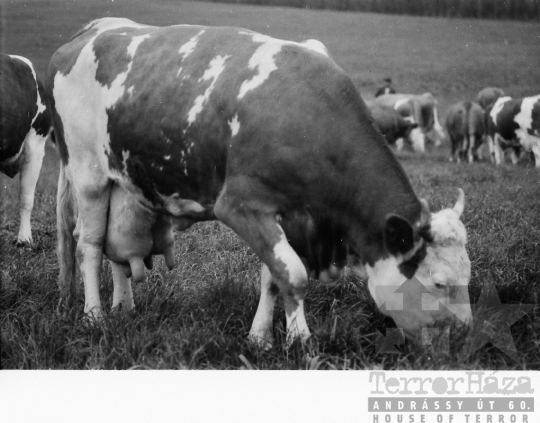 THM-BJ-08441 - Alsótengelici Állami Gazdaság az 1960-as években