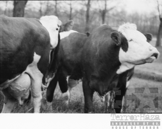 THM-BJ-08442 - Alsótengelici Állami Gazdaság az 1960-as években 