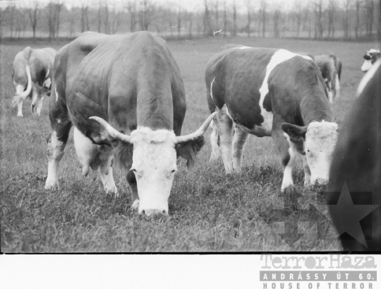 THM-BJ-08443 - Alsótengelici Állami Gazdaság az 1960-as években 