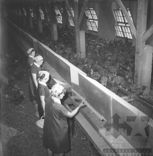 THM-BJ-08493 - Szakcsi termelőszövetkezet baromfitelepe az 1960-as években 
