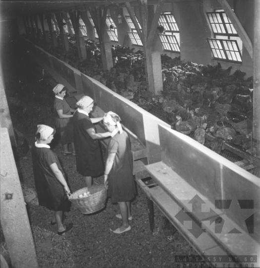THM-BJ-08494 - Szakcsi termelőszövetkezet baromfitelepe az 1960-as években 