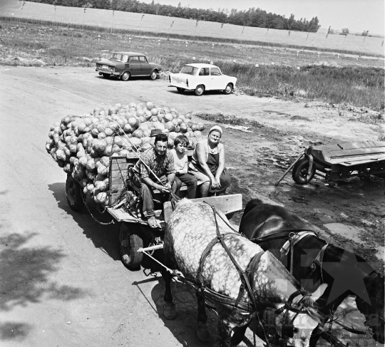 THM-BJ-08607 - Életkép a madocsai termelőszövetkezetből az 1970-es években 