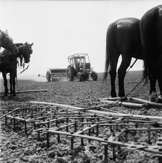 THM-BJ-08615 - Munka a faddi termelőszövetkezetben az 1970-es években 