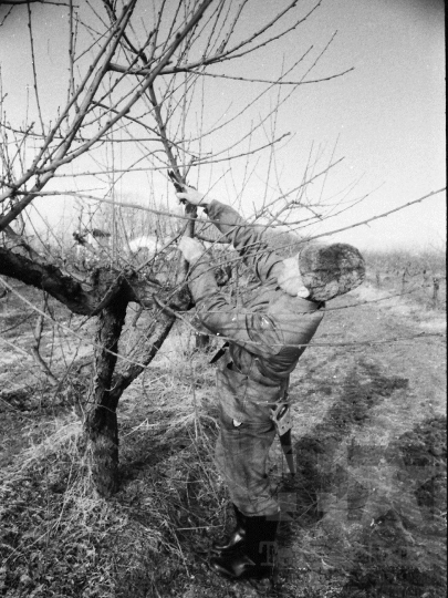THM-BJ-08635 - Gyümölcsfametszés a bátai termelőszövetkezetben az 1980-as években 