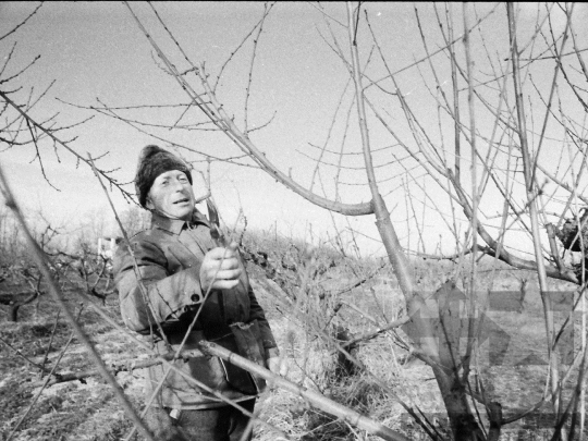 THM-BJ-08636 - Gyümölcsfametszés a bátai termelőszövetkezetben az 1980-as években 