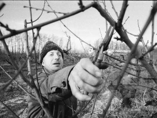 THM-BJ-08637 - Gyümölcsfametszés a bátai termelőszövetkezetben az 1980-as években 