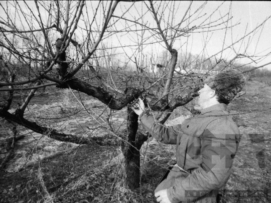 THM-BJ-08638 - Gyümölcsfametszés a bátai termelőszövetkezetben az 1980-as években 