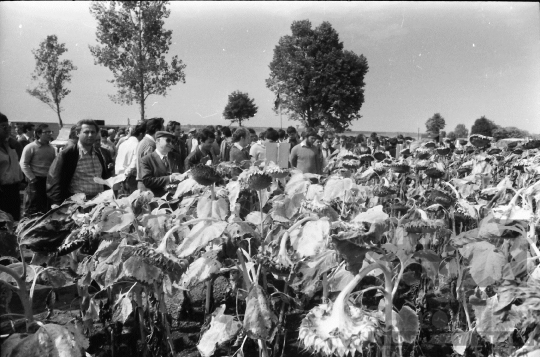 THM-BJ-08753 - A Kukoricatermesztési Szocialista Együttműködés rendezvénye Szekszárdon 1980-as években 