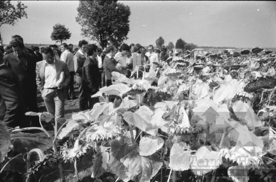 THM-BJ-08754 - A Kukoricatermesztési Szocialista Együttműködés rendezvénye Szekszárdon 1980-as években 