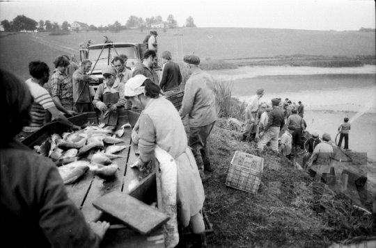 THM-BJ-08925 - Őszi lehalászás a Fornádi Állami Gazdaságban 1980-as években