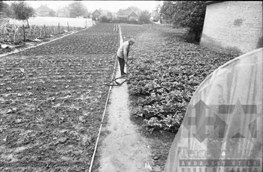 THM-BJ-09058 - Tengelici idős házaspár háztáji gazdasága az 1980-as években 