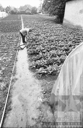 THM-BJ-09059 - Tengelici idős házaspár háztáji gazdasága az 1980-as években 