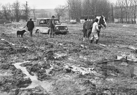 THM-BJ-09693 - Juhtenyésztés Kakasdon az 1970-es években 