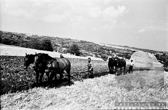 THM-BJ-10035 - Nyári élet egy kajdacsi tanyán az 1960-as években 