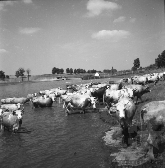 THM-BJ-10076 - Gulya itatása Fornádon az 1960-as években 