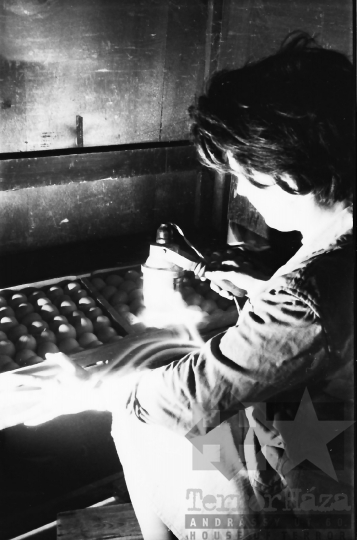 THM-BJ-10087 - Hőgyészi baromfikeltető állomás 1980-as években 