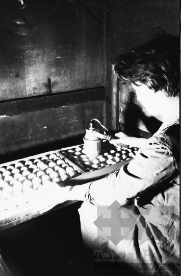 THM-BJ-10087a - Hőgyészi baromfikeltető állomás 1980-as években 