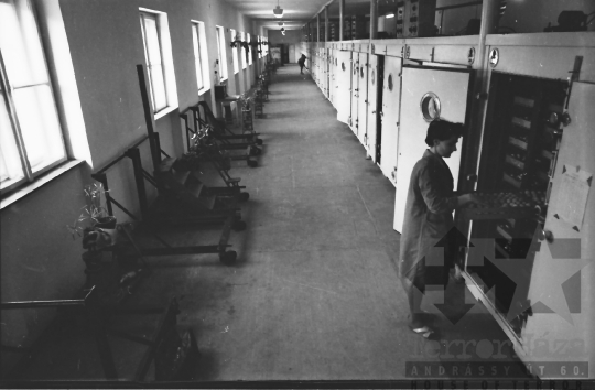 THM-BJ-10088 - Hőgyészi baromfikeltető állomás 1980-as években 