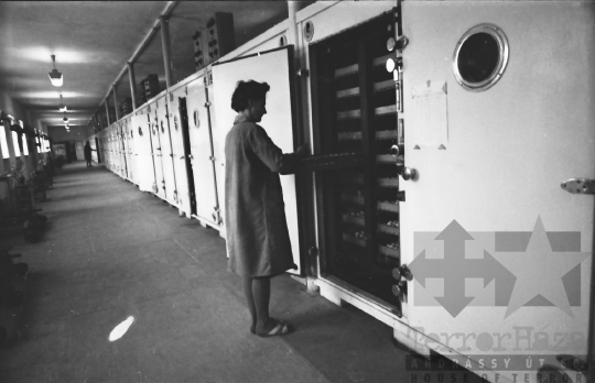 THM-BJ-10089 - Hőgyészi baromfikeltető állomás 1980-as években 