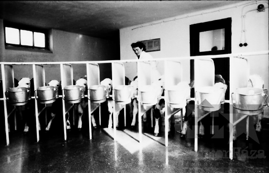 THM-BJ-10120 - Regölyi termelőszövetkezet az 1960-as években 