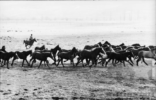 THM-BJ-10122 - Regölyi termelőszövetkezet az 1960-as években 