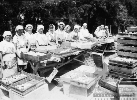 THM-BJ-10156 - Barackszedés a bátai termelőszövetkezetben az 1960-as években 