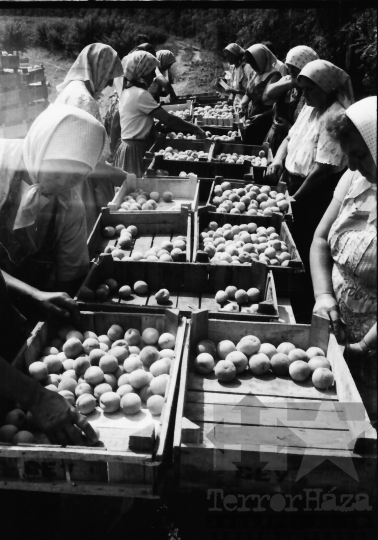 THM-BJ-10158 - Barackszedés a bátai termelőszövetkezetben az 1960-as években 