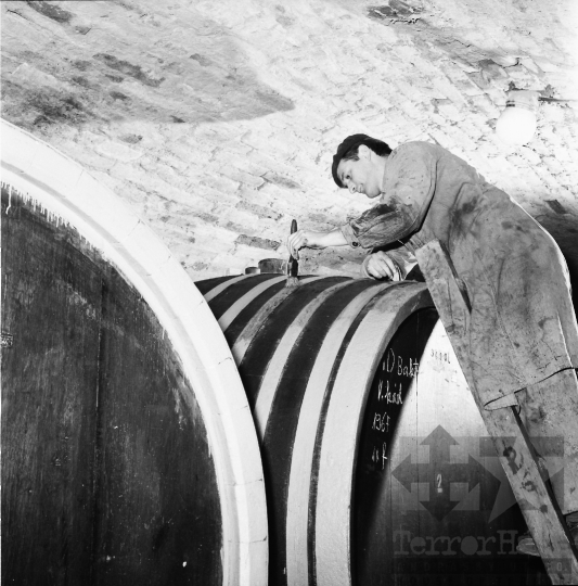 THM-BJ-10169 - Borászat a Szekszárdi Állami Gazdaságban az 1960-as években