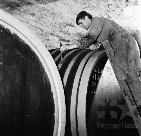 THM-BJ-10170 - Borászat a Szekszárdi Állami Gazdaságban az 1960-as években