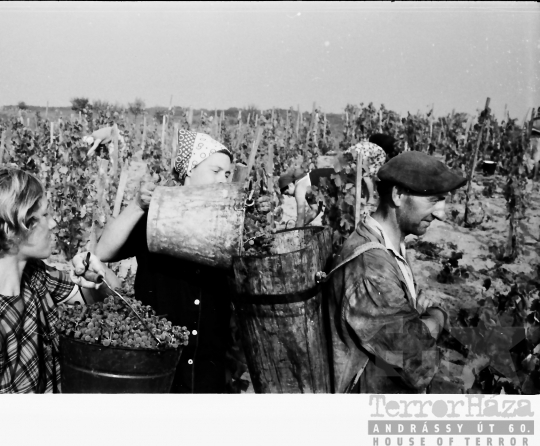 THM-BJ-10171 - Tamási Állami Gazdaság szőlőföldje Fornádon az 1960-as években 