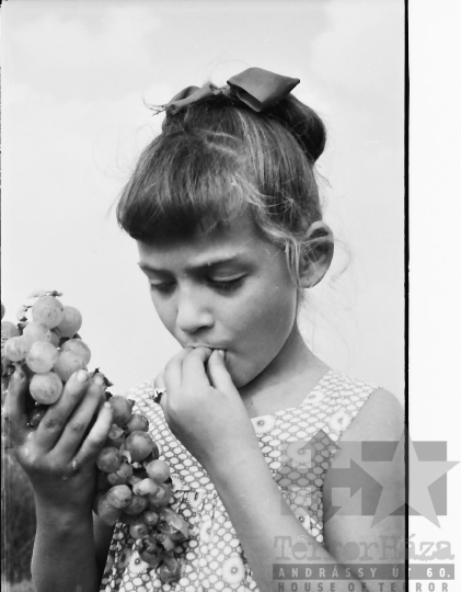 THM-BJ-10175 - Tamási Állami Gazdaság szőlőföldje Fornádon az 1960-as években 