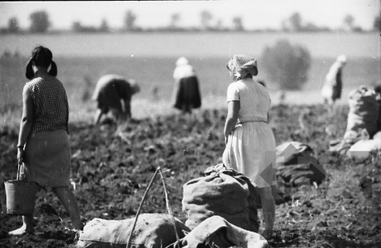 THM-BJ-10276 - Munka a szakcsi termelőszövetkezetben az 1960-as években