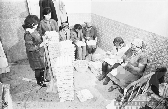 THM-BJ-10279a - Munka a szakcsi termelőszövetkezetben az 1960-as években