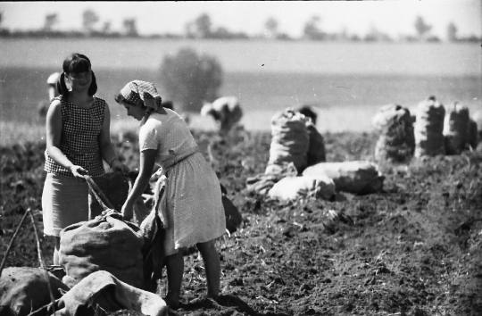 THM-BJ-10280 - Munka a szakcsi termelőszövetkezetben az 1960-as években