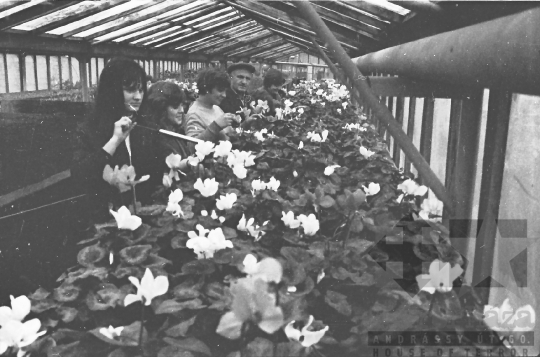 THM-BJ-10345 - Kertészet a kurdi termelőszövetkezetben az 1960-as években