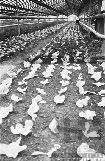 THM-BJ-10346 - Kertészet a kurdi termelőszövetkezetben az 1960-as években