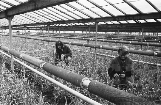 THM-BJ-10347 - Kertészet a kurdi termelőszövetkezetben az 1960-as években