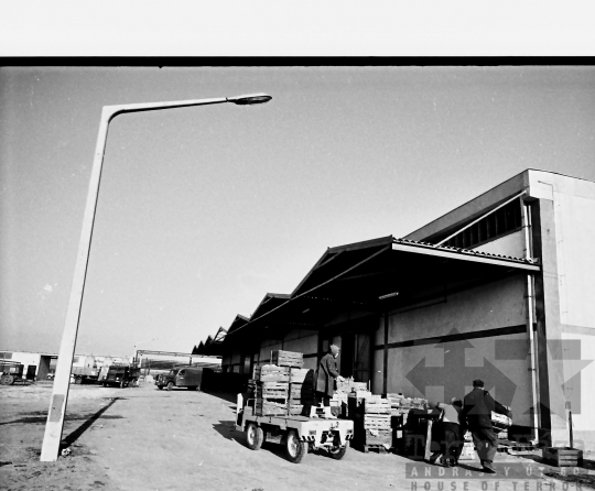 THM-BJ-10349 - Munka a mözsi szövetkezet hűtőházában az 1960-as években