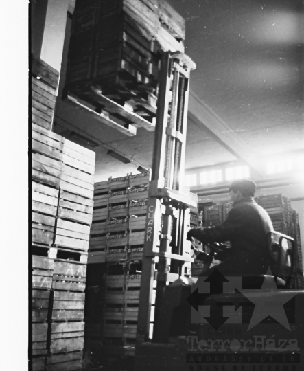 THM-BJ-10351 - Munka a mözsi szövetkezet hűtőházában az 1960-as években