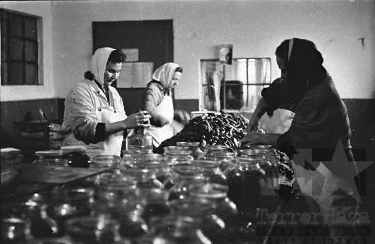 THM-BJ-10360 - Nagydorogi ÁFÉSZ savanyító üzeme az 1960-as években